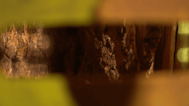 Wood being processed in a machine