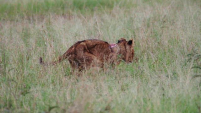 Lion on the Prairie with a Wound on the Its Neck