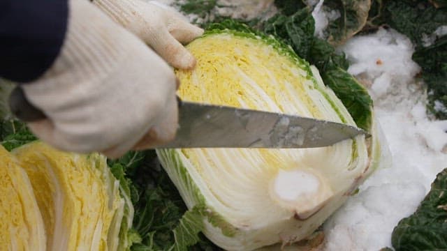 Cabbage harvested in a snow-covered field in winter being cut with a knife