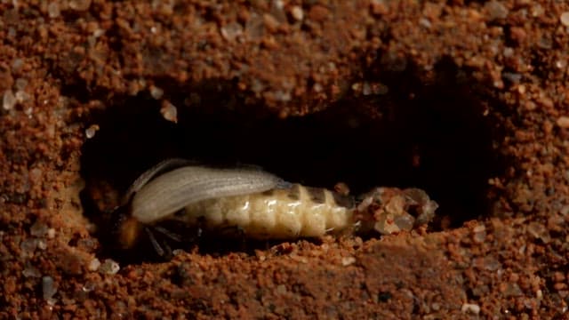Insect wriggling and shedding its body in the soil