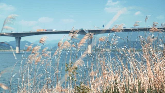 Reeds on the water's edge with a bridge visible in the distance with cars passing by