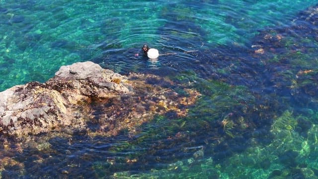 Diver exploring the clear ocean waters