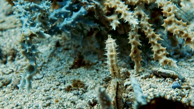 Seahorse Swimming among Coral Reefs in the Sea