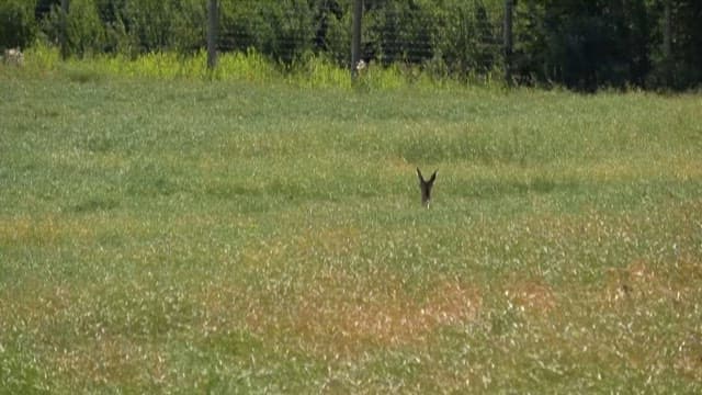 Kangaroo Running around Grassy Field
