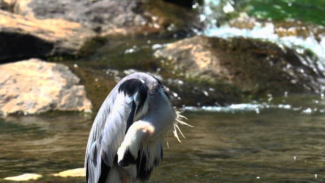 Heron preening by the riverside in the afternoon sun