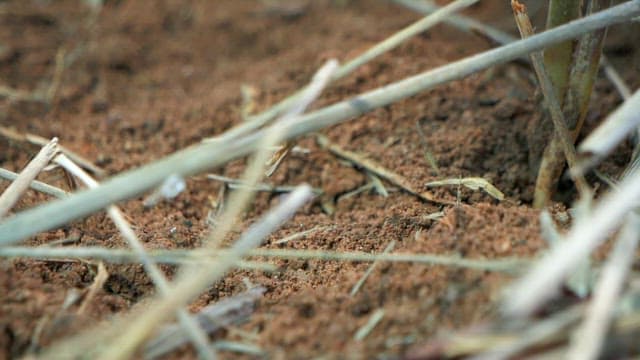 Ginseng leaves growing in a greenhouse