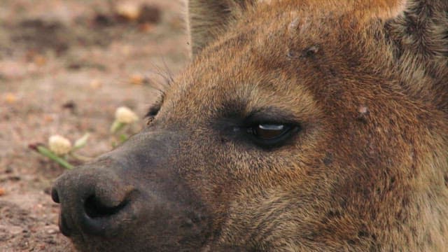 Detailed Close-up of Hyena's Face in Nature