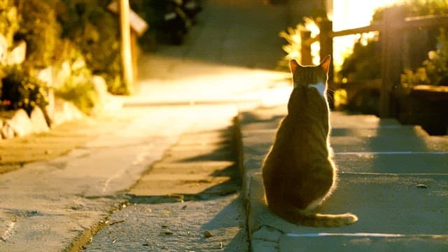Cat sitting on outdoor steps with lights on at night
