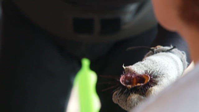Sea Urchin Roe Scraped out with a Spoon