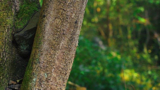Trees with moss growing in a forest