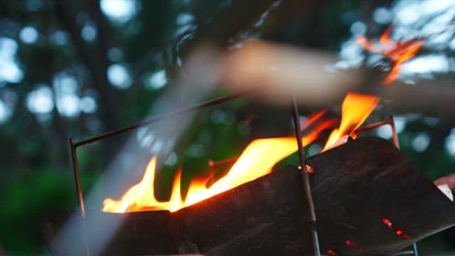 Flames of a campfire lighting up the dense forest in the evening