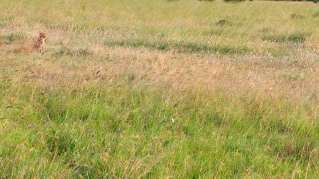 Cheetah Walking Down from the Vast Grassland