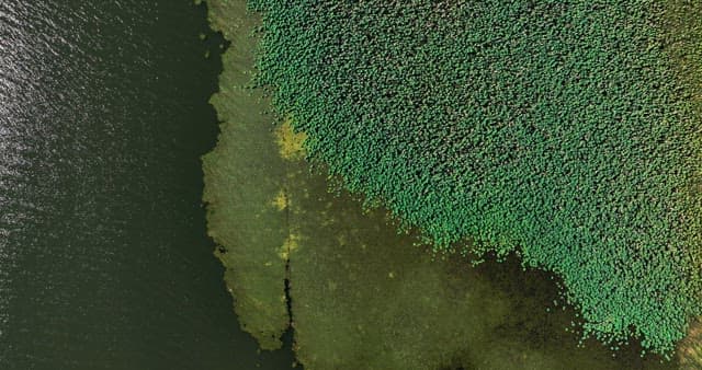 View of a lake with green vegetation