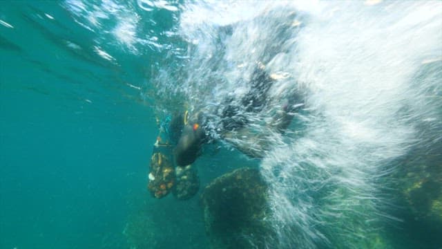 Haenyeo Swimming with Seafood Caught in the Sea