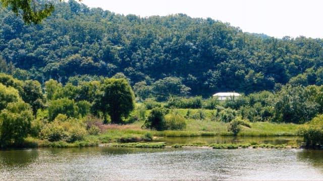 Serene Landscape with Lake and Lush Foliage