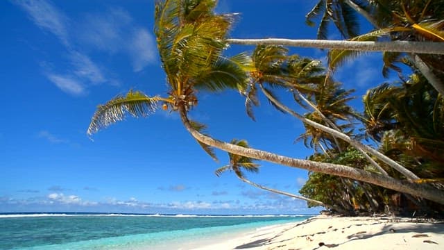 Serene Tropical Beach with Palm Trees and Clear Sky