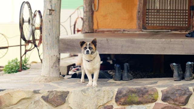 Dog standing on the porch of a rustic house