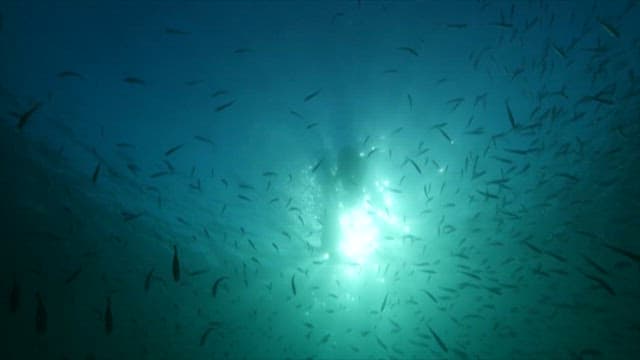 Woman Diver Among School of Fish Underwater