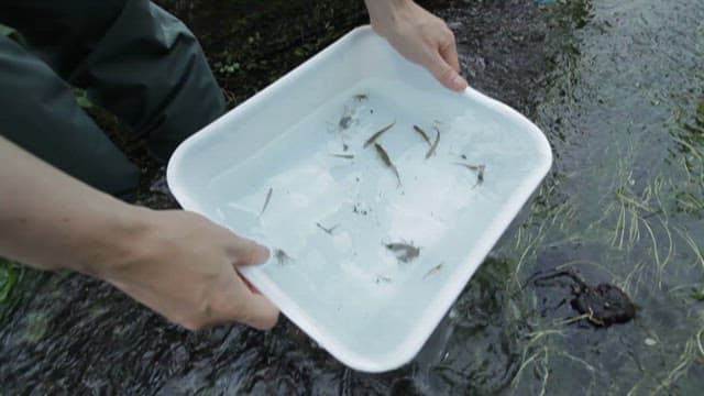 Releasing Small Fish Back to Stream