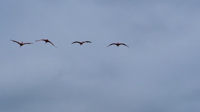 Flamingos Flying Across Cloudy Skies