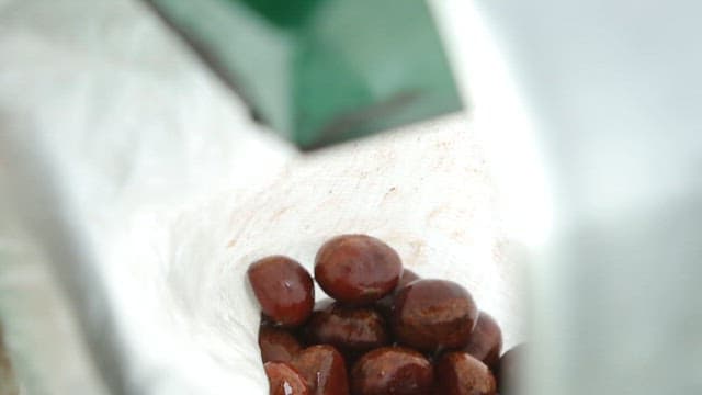 Chestnuts being collected in a bag