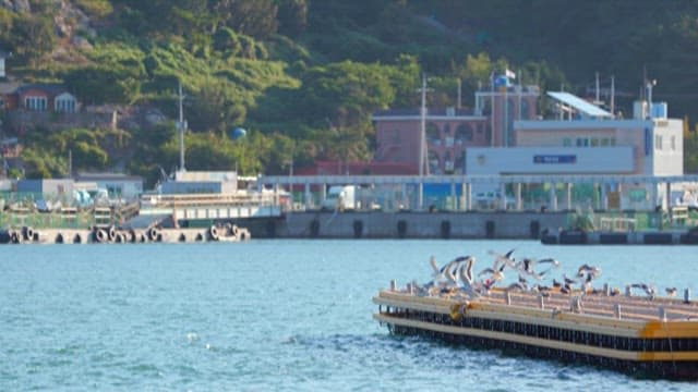 Seagulls Taking Flight from a Pier by the Sea