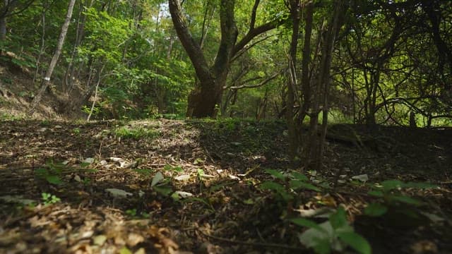 Walking in a Lush Green Forest
