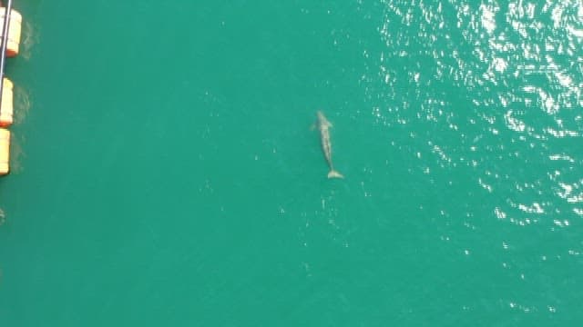 Dolphin Swimming Near Coastal Structures