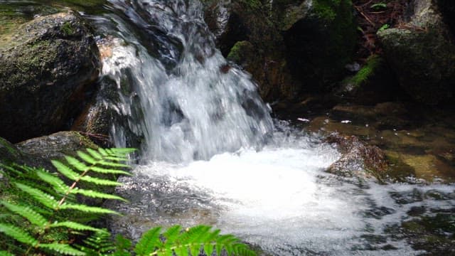 Stream flowing over rocks with ferns in foreground