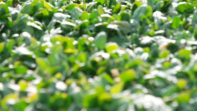 Field of lush green spinach on a sunny day