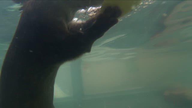 Otters playing in an indoor swimming pool