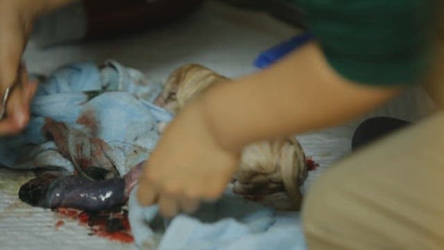 Cutting the umbilical cord of a newborn puppy