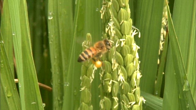 Bee Pollinating Amidst Green Leaves
