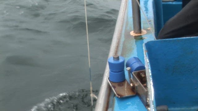 Octopus caught on a fishing boat