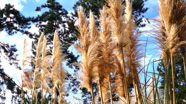 Pampas grass swaying under a sunny blue sky