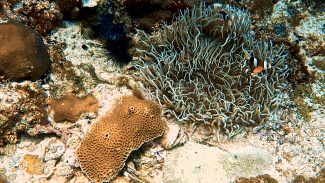 Pair of Clownfish Playing Next to a Coral Reef