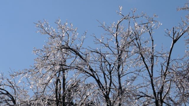 Icy Trees Glittering Against Clear Blue Sky