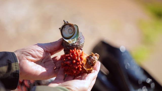 Hands Holding Freshly Harvested Sea Urchin and Univalve Shell on a Sunny Beach