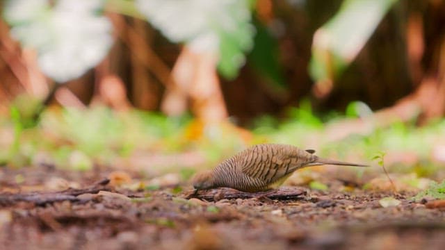 Zebra Dove Foraging on Forest Floor