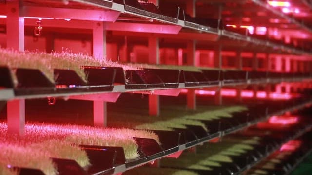 Barley germination farm with red LED lights
