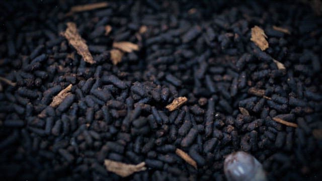 Cicada larvae writhing on dark compost.