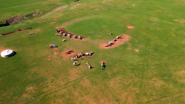 Vast green field with livestock and yurts