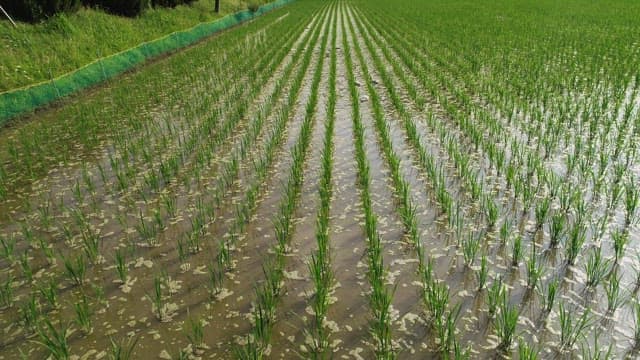 Ducks Crossing the Rice Fields Along the Ridge