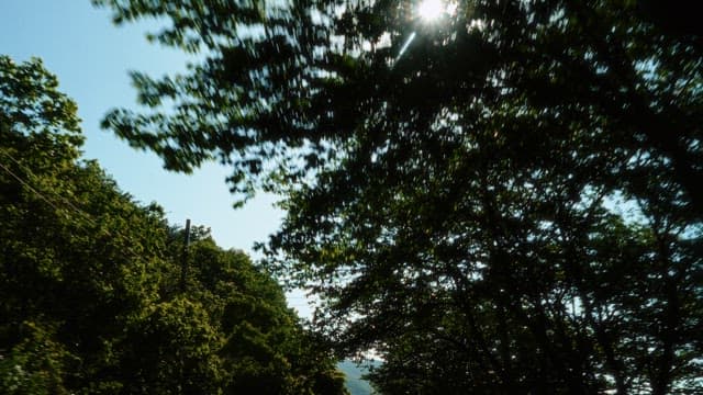 Sun-dappled view through trees on a sunny day
