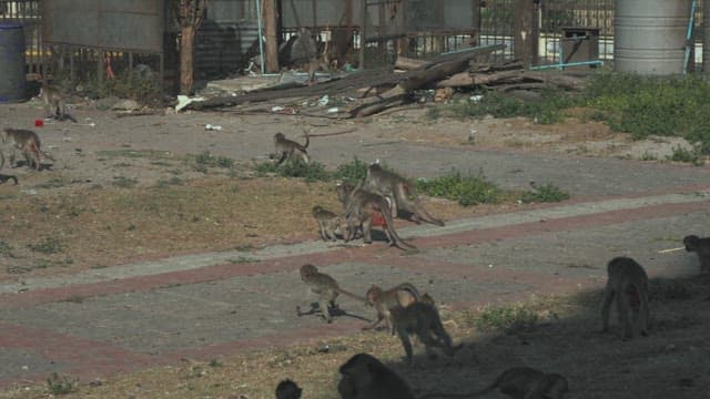 Monkeys Running Fast on the Ground