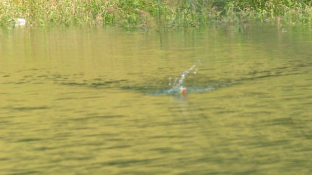 Fish making splashes as it is pulled in by a fishing line in a calm river