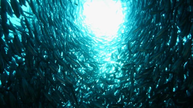 Shoal of Fish Swimming Underwater