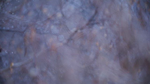 Branches of a tree swaying in gloomy and chilly weather