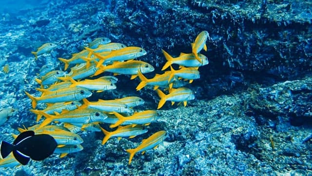 School of Yellow Fish in Deep Sea