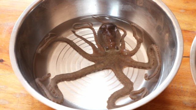 Octopus in a metal bowl with water